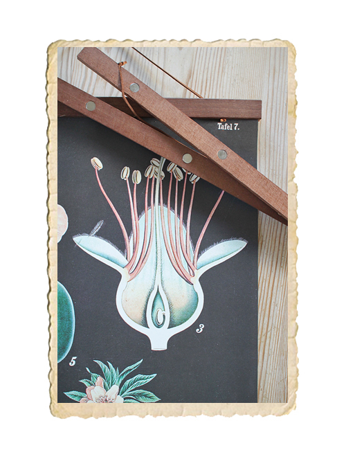 Poster,  skolplansch  35x50 cm - 3