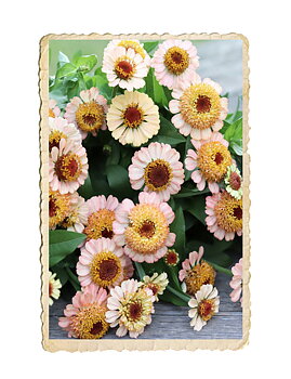 Zinnia Zinderella Peach