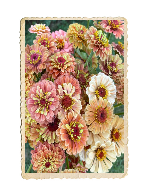 Zinnia Zinderella Peach - 3