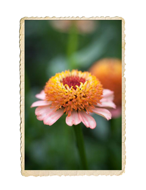 Zinnia Zinderella Peach - 2