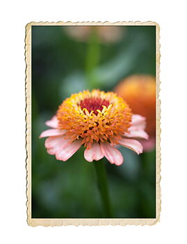 Zinnia Zinderella Peach
