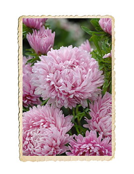 Sommaraster Duchesse Delicate Pink