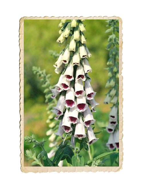 Fingerborgsblomma Pam's Choice
