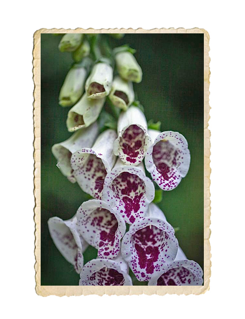 Fingerborgsblomma Pam's Choice - 2