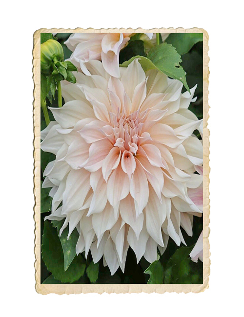 Dahlia Café au Lait
