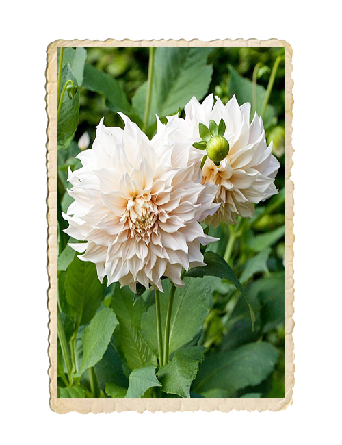 Dahlia Café au Lait - 2