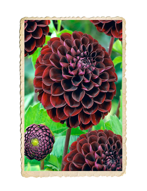 Dahlia Dark Spirit
