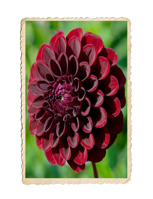 Dahlia Dark Spirit - 2