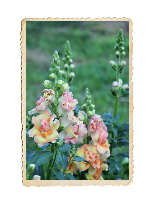 Lejongap Doubleshot Peach - 2