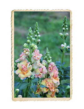 Lejongap Doubleshot Peach