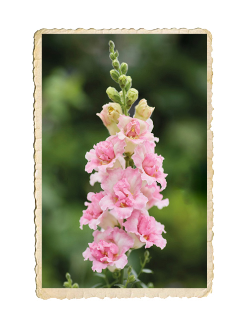 Lejongap Doubleshot Appleblossom