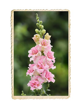 Lejongap Doubleshot Appleblossom