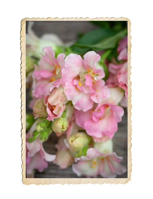 Lejongap Doubleshot Appleblossom - 3