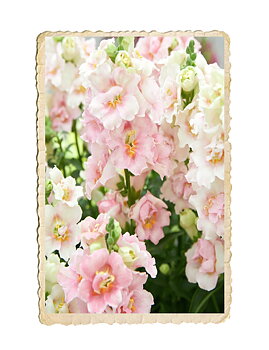 Lejongap Doubleshot Appleblossom