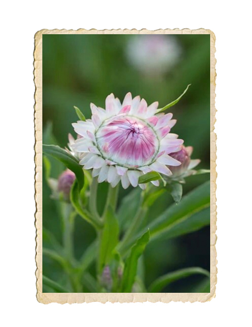 Jätteeternell Silvery rose - 3
