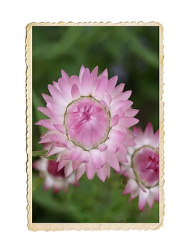 Jätteeternell Silvery rose