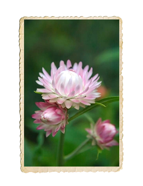 Jätteeternell Silvery rose