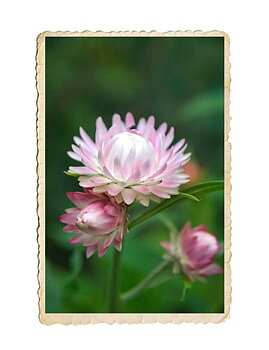 Jätteeternell Silvery rose