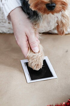 Pearhead Clean Touch Ink Pad För Husdjur