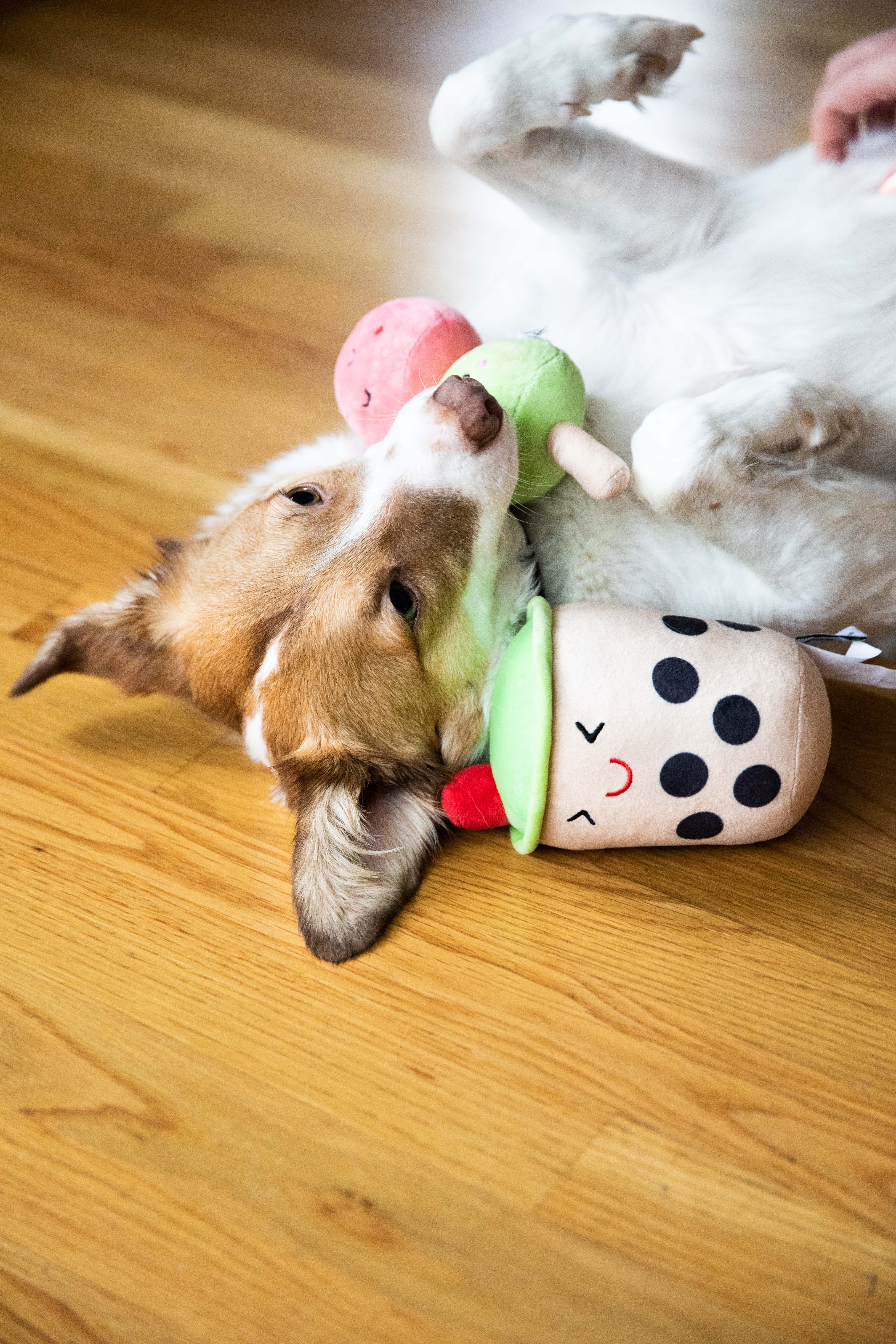 Bubble Tea Dog Toys Multi - 8