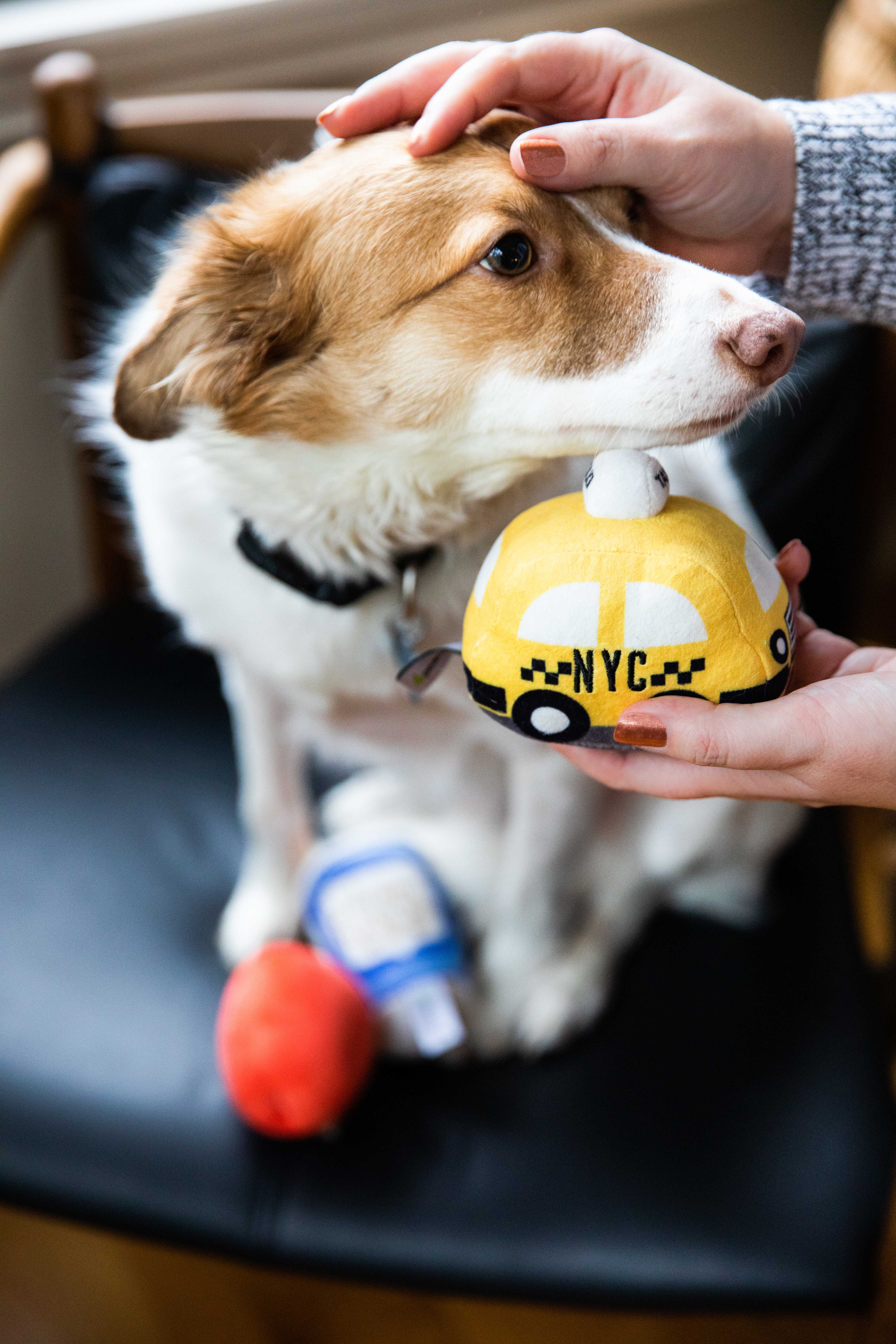 New Bark City Dog Toys Multi - 10