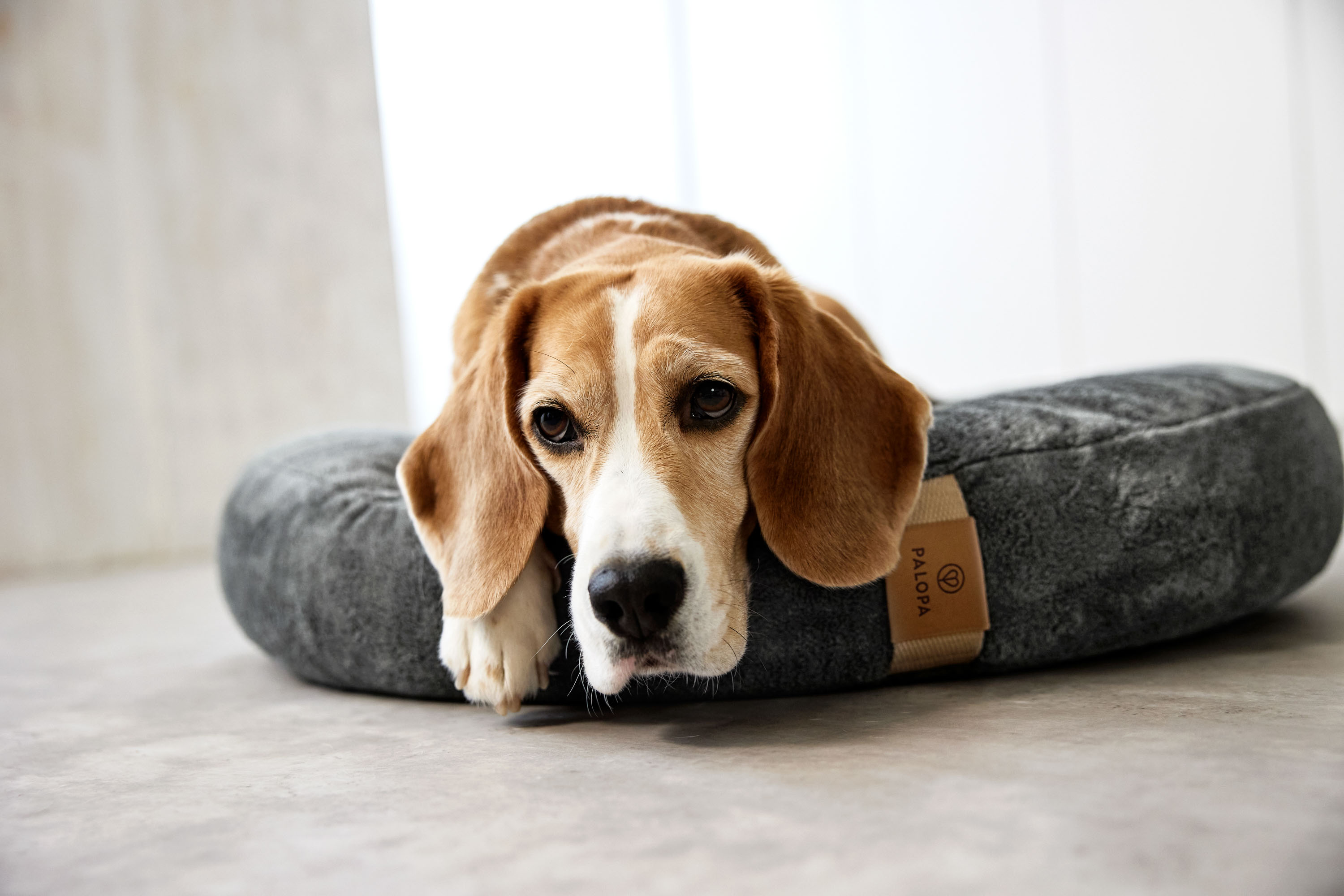 Palopa Dog Bed Donut Fippa anthracite M-L - 54
