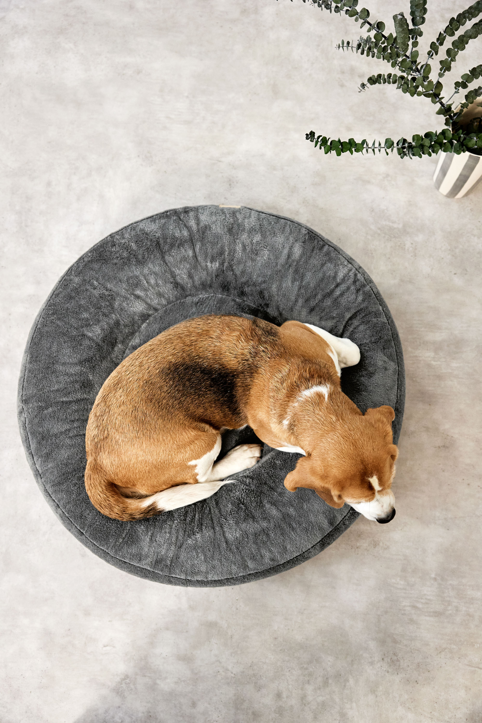 Palopa Dog Bed Donut Fippa anthracite M-L - 51