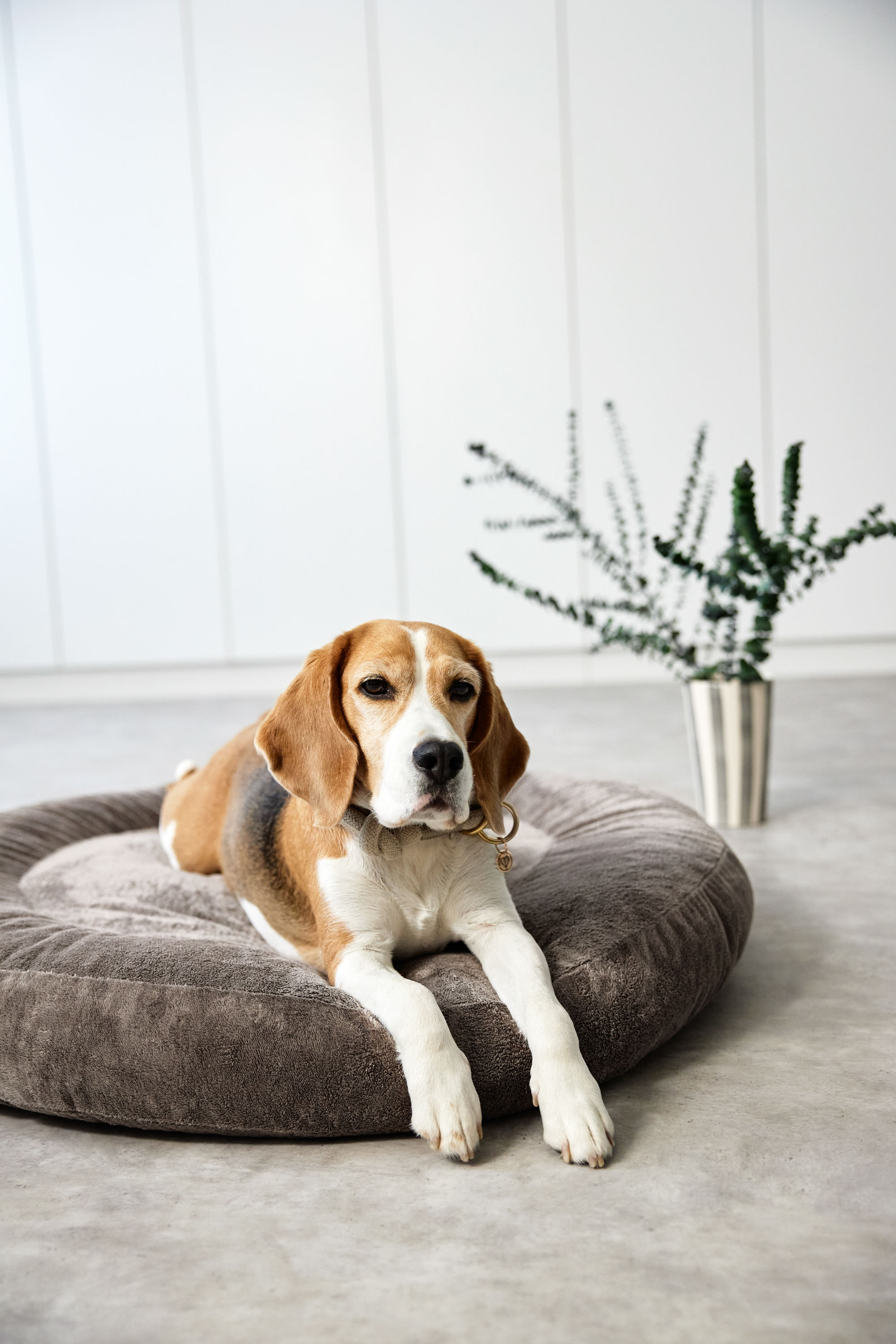 Palopa Dog Bed Donut Fippa taupe S - 28