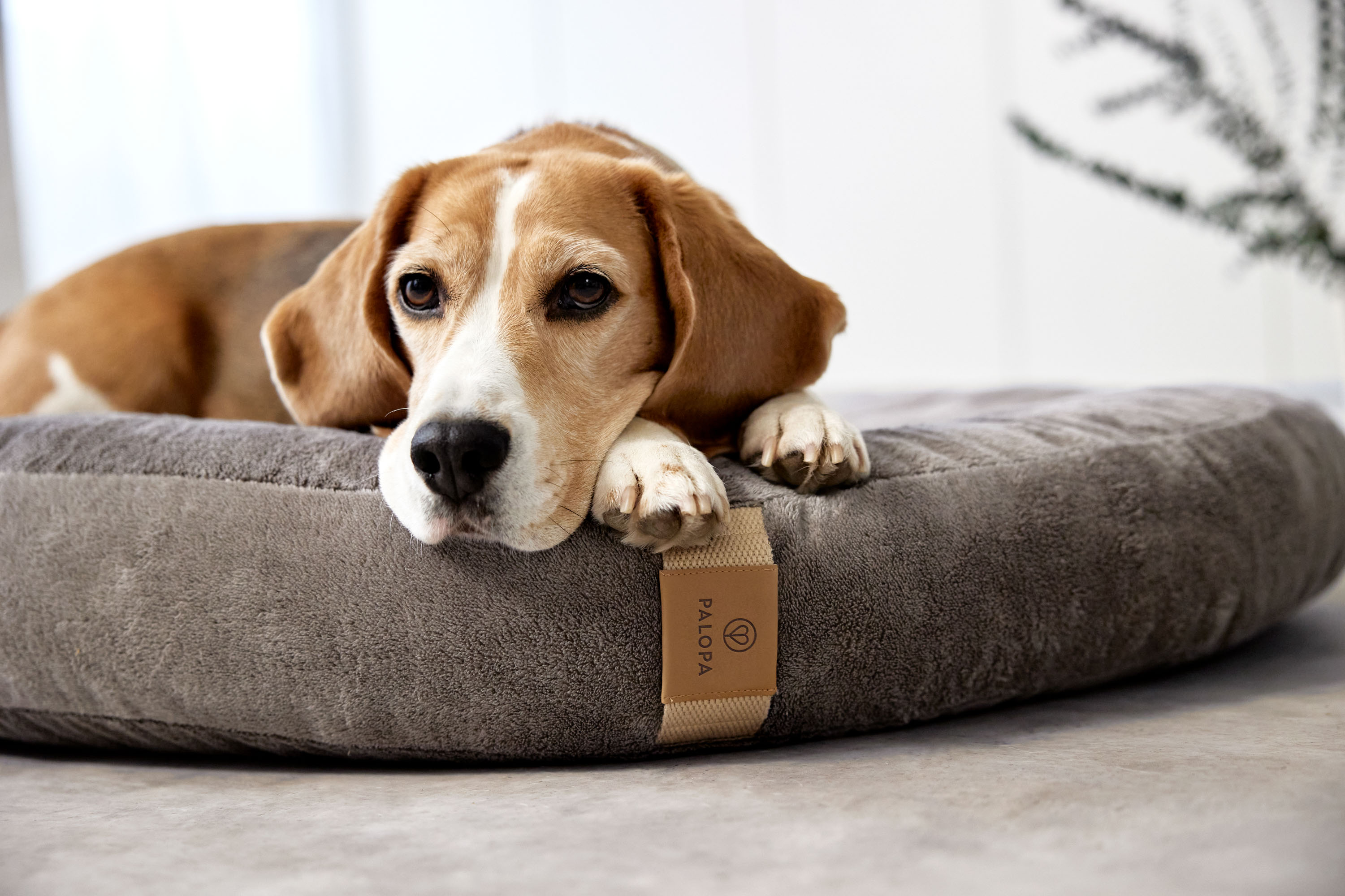Palopa Dog Bed Donut Fippa taupe S - 2