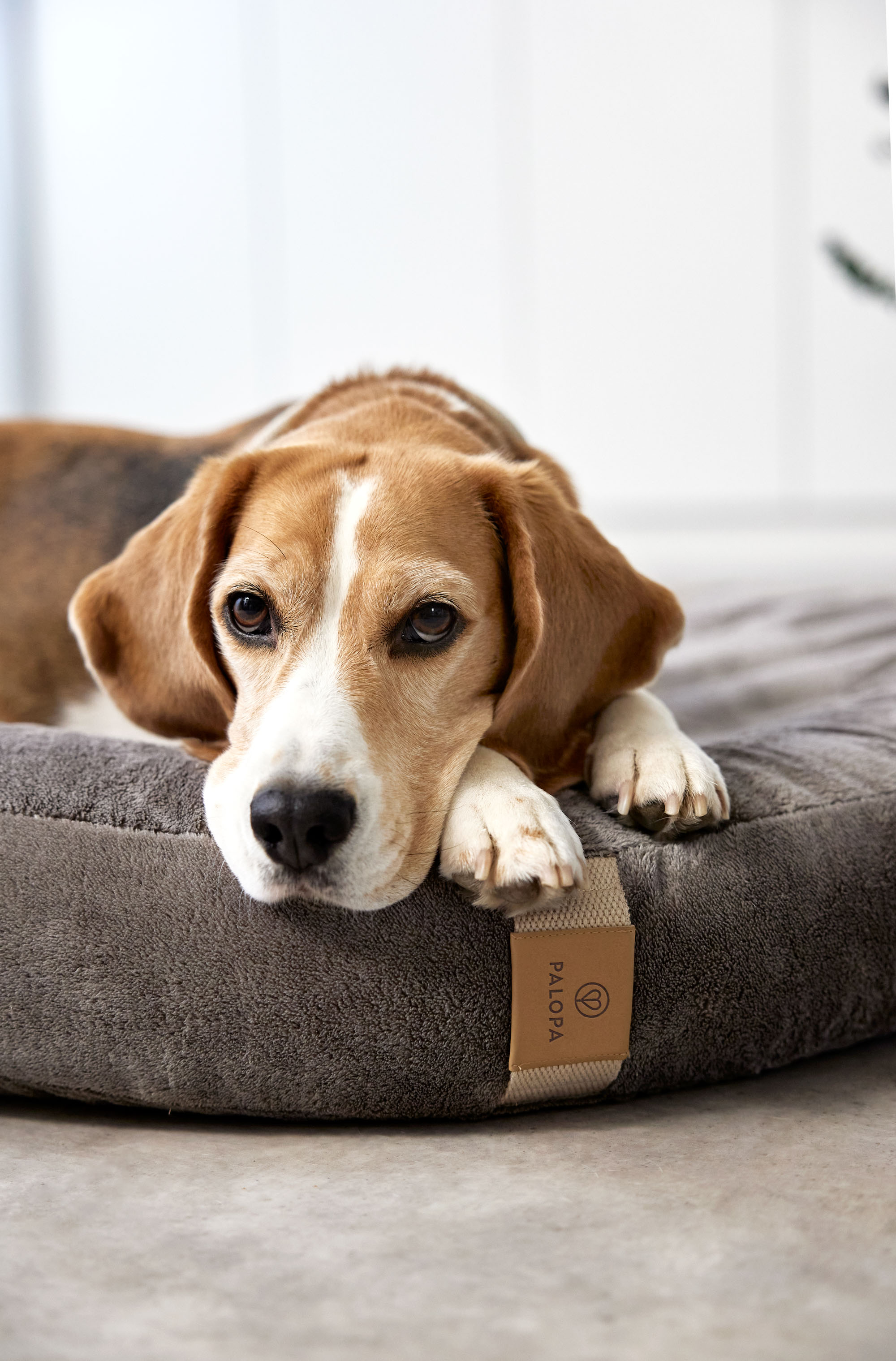 Palopa Dog Bed Donut Fippa taupe S - 44