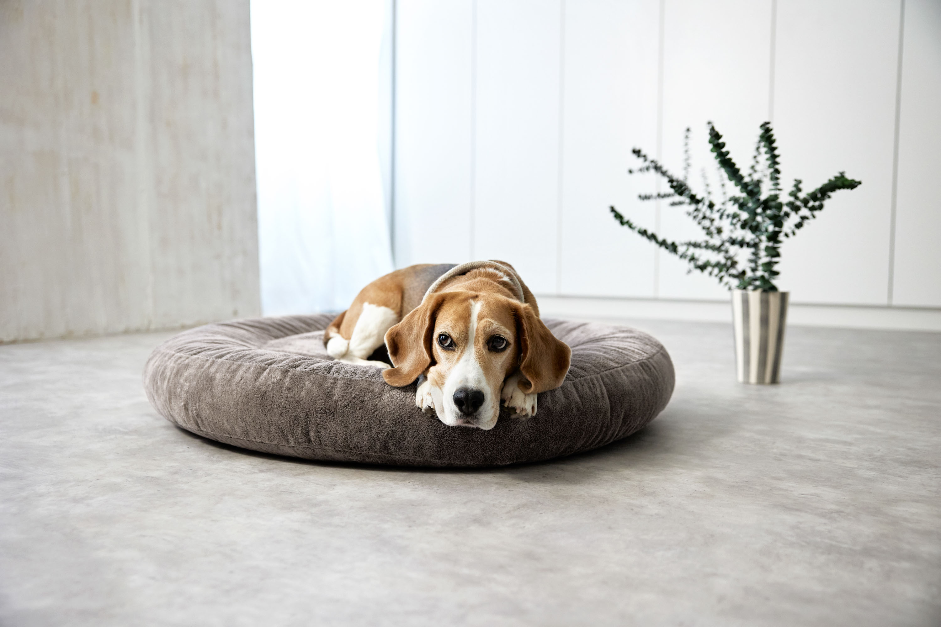 Palopa Dog Bed Donut Fippa taupe S - 46