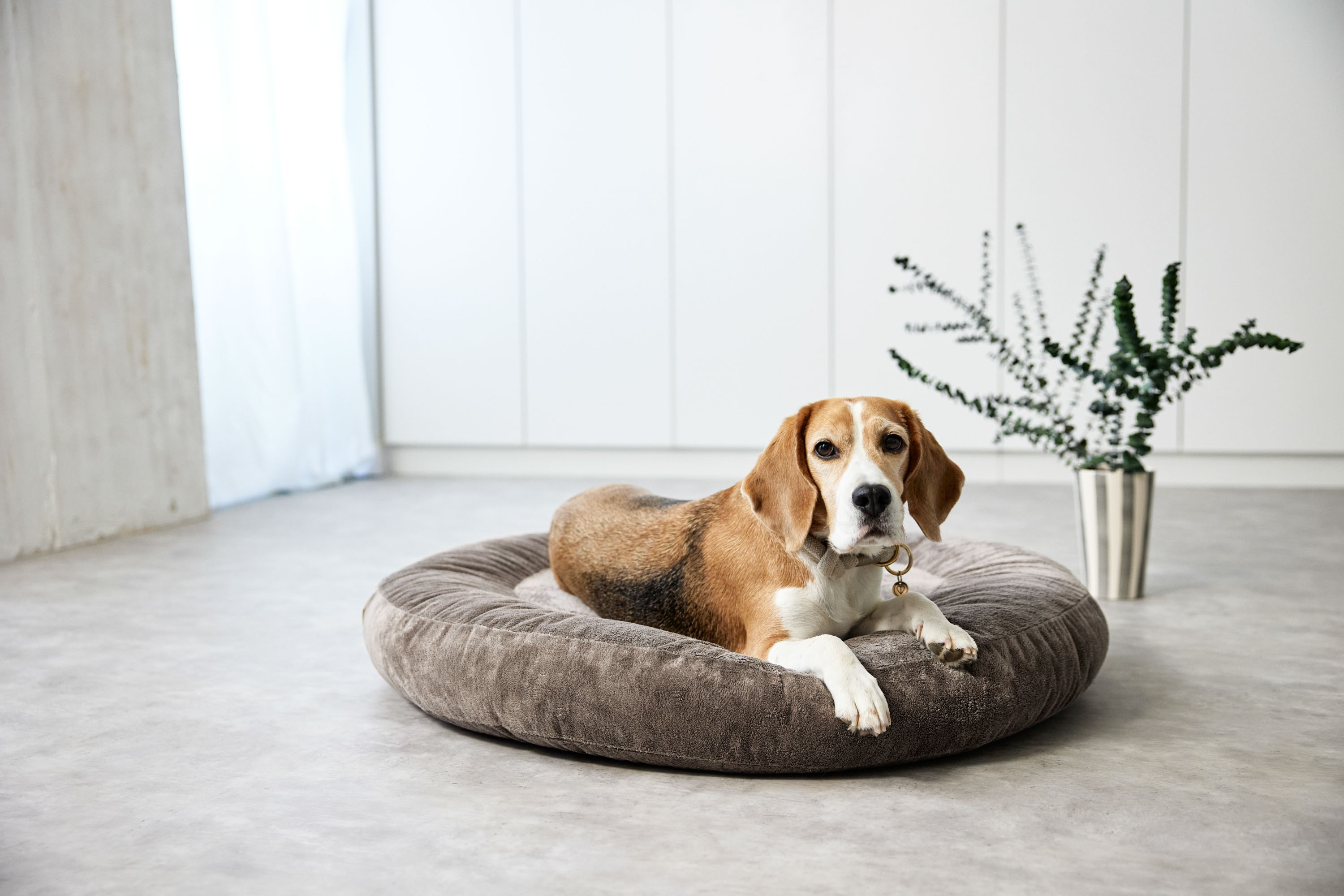 Palopa Dog Bed Donut Fippa taupe S - 27