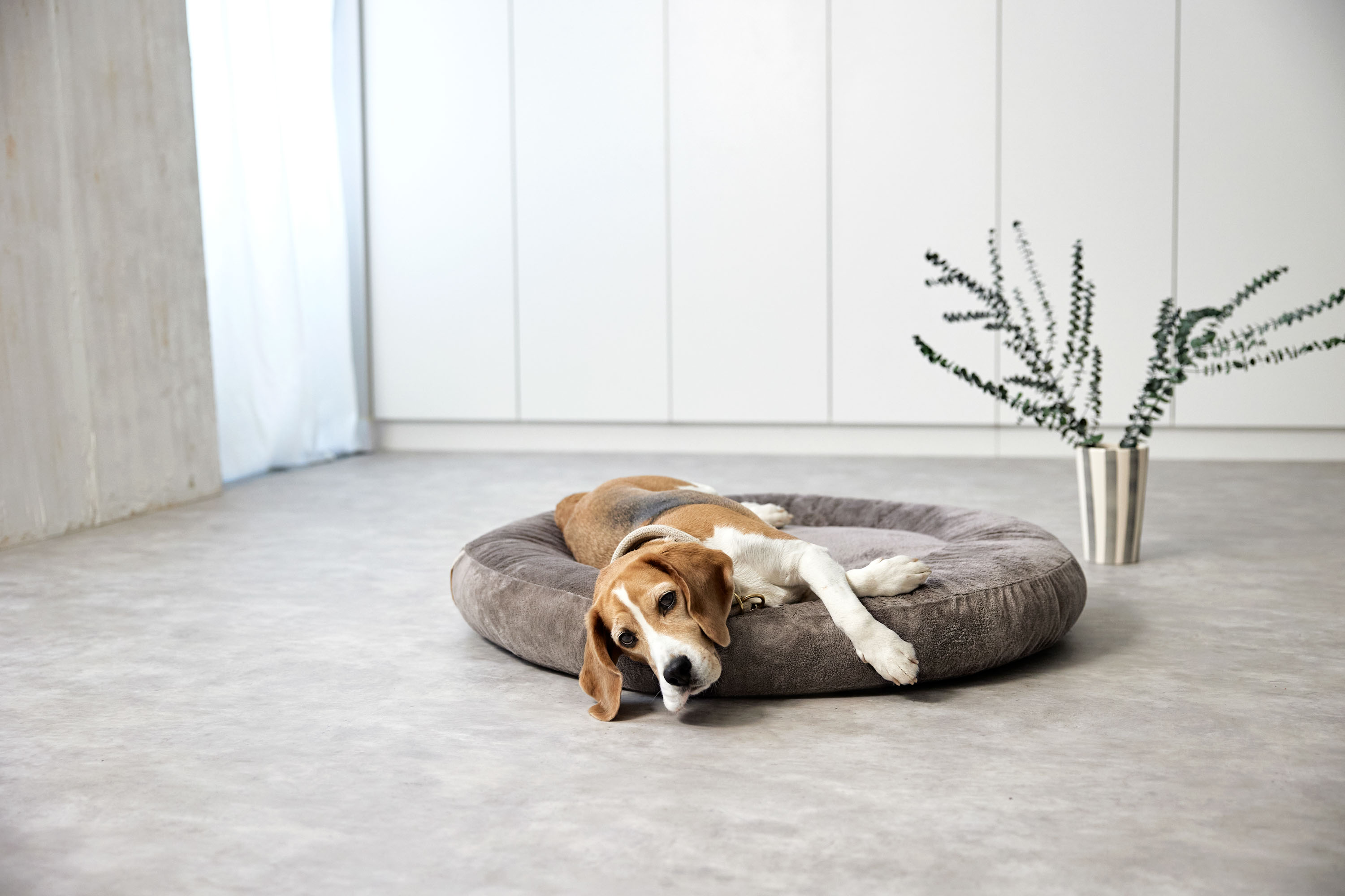 Palopa Dog Bed Donut Fippa taupe S - 47