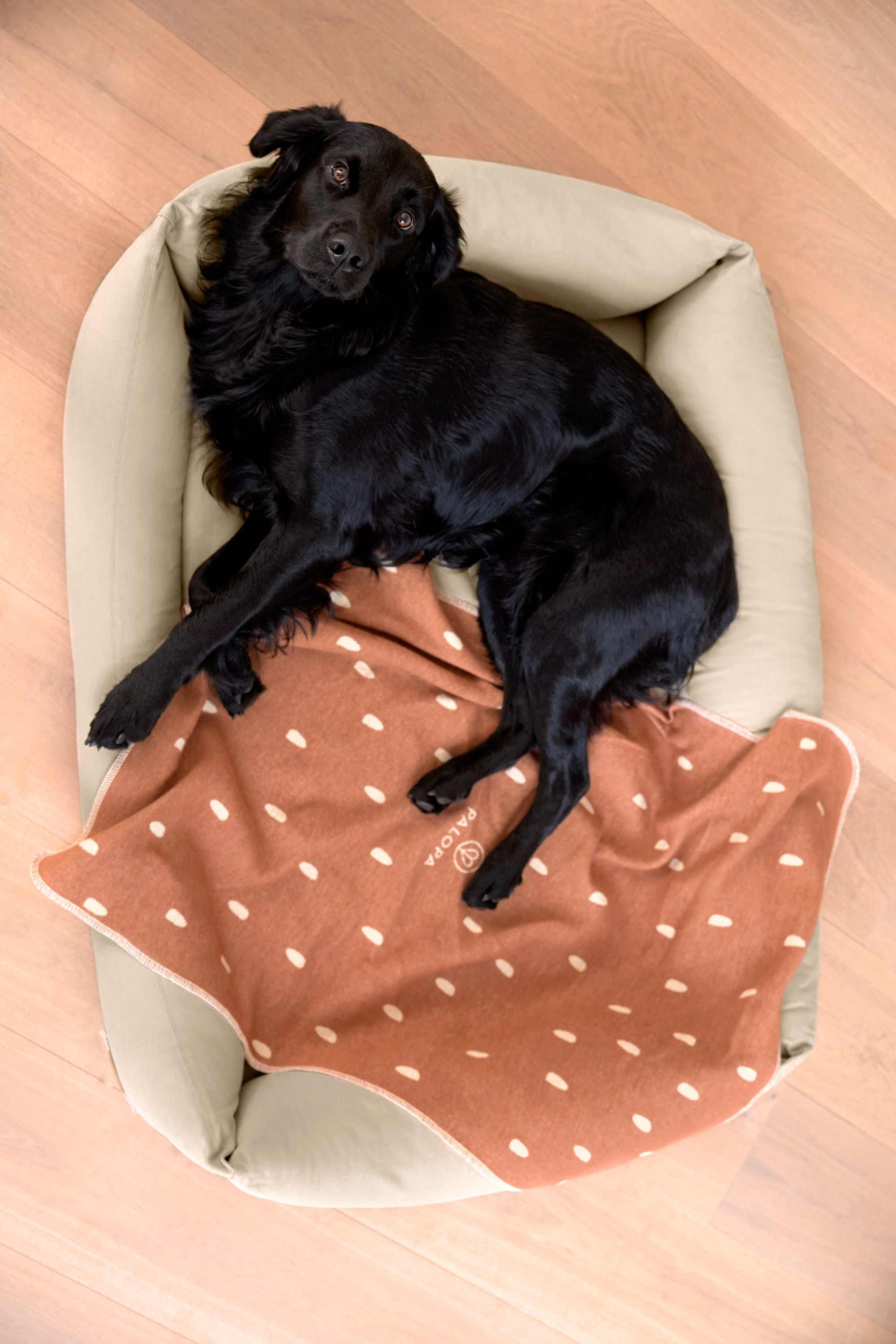 Palopa Hundbädd Fred Bomull humus XS - 62