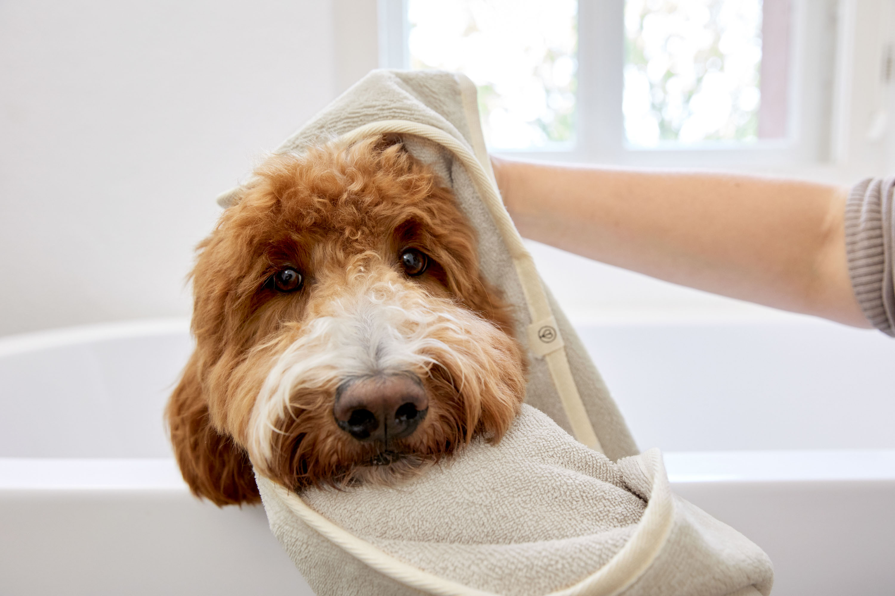 Palopa Dog Towel Kosy beige S - 15
