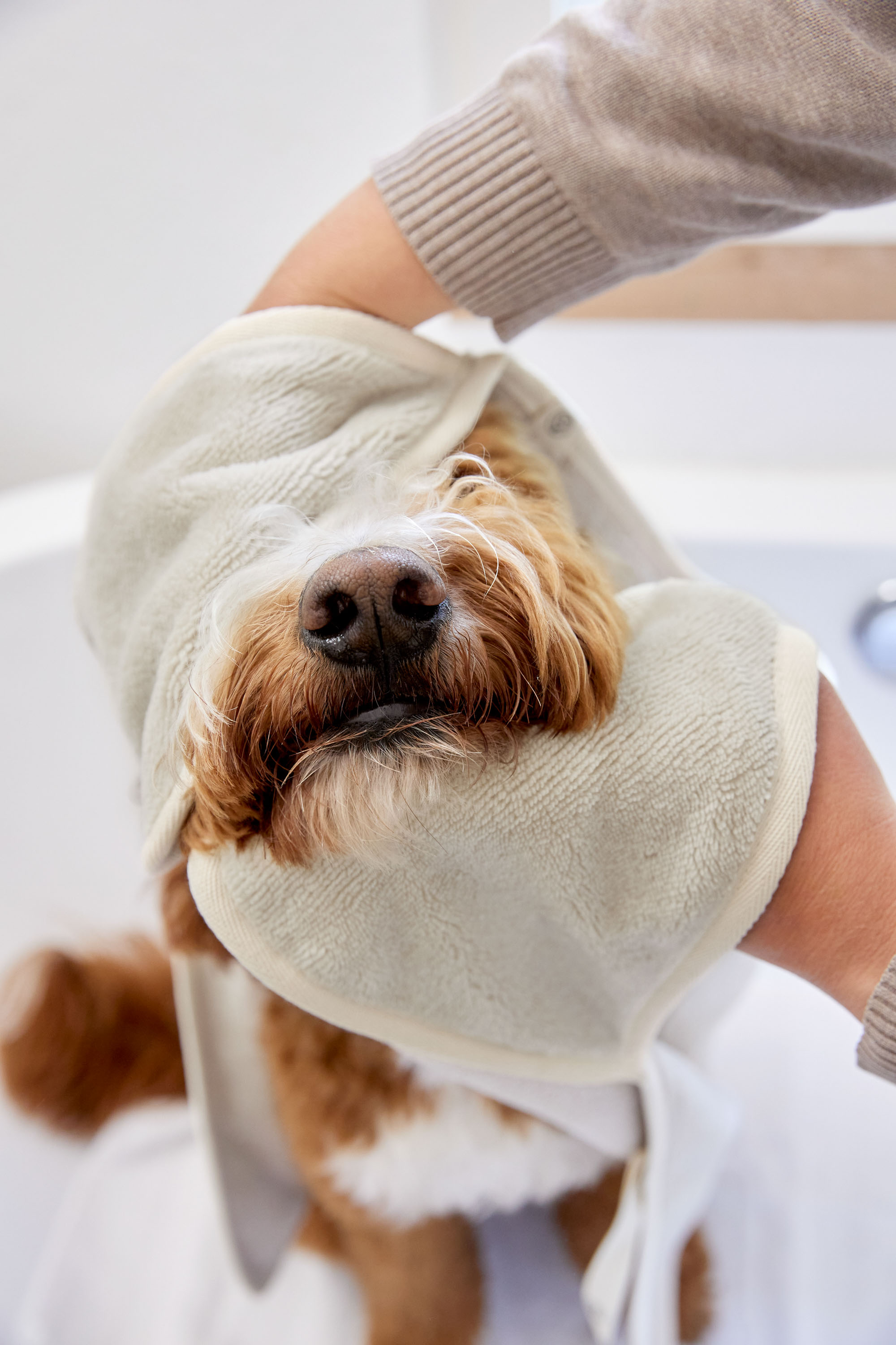 Palopa Dog Towel Kosy beige S - 49