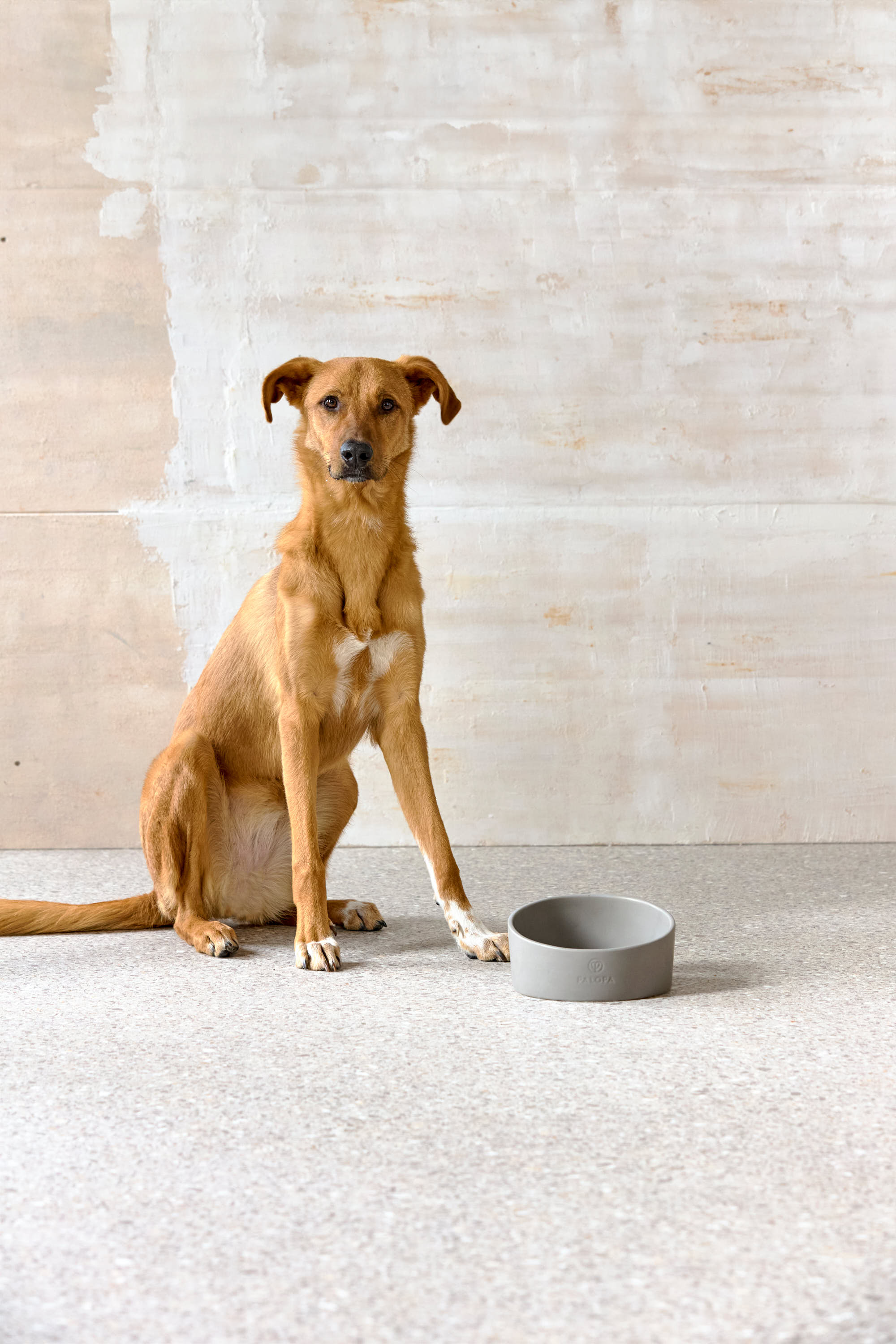 Palopa Dog Bowl Cali grey - 7