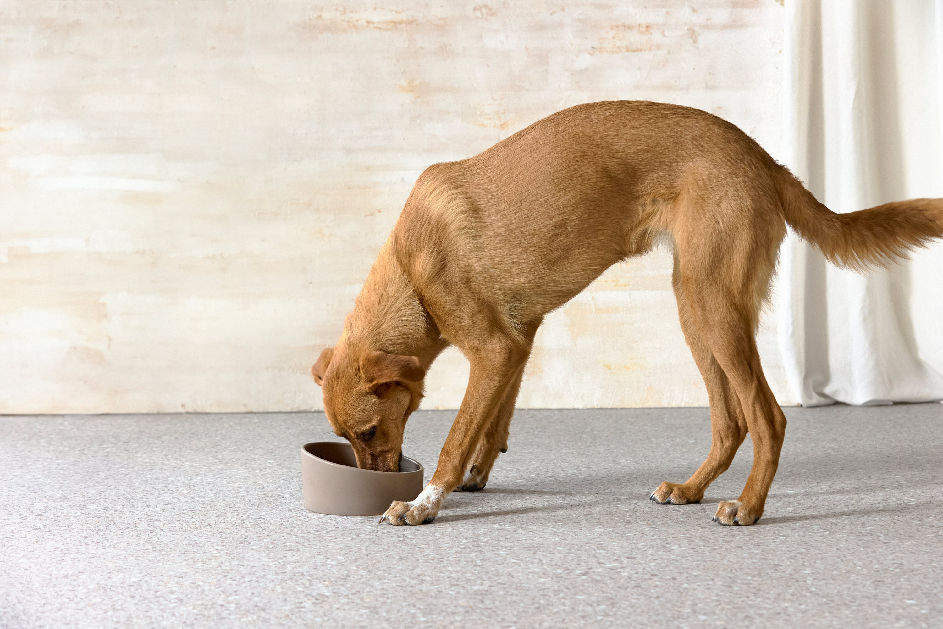 Palopa Dog Bowl Cali taupe - 20