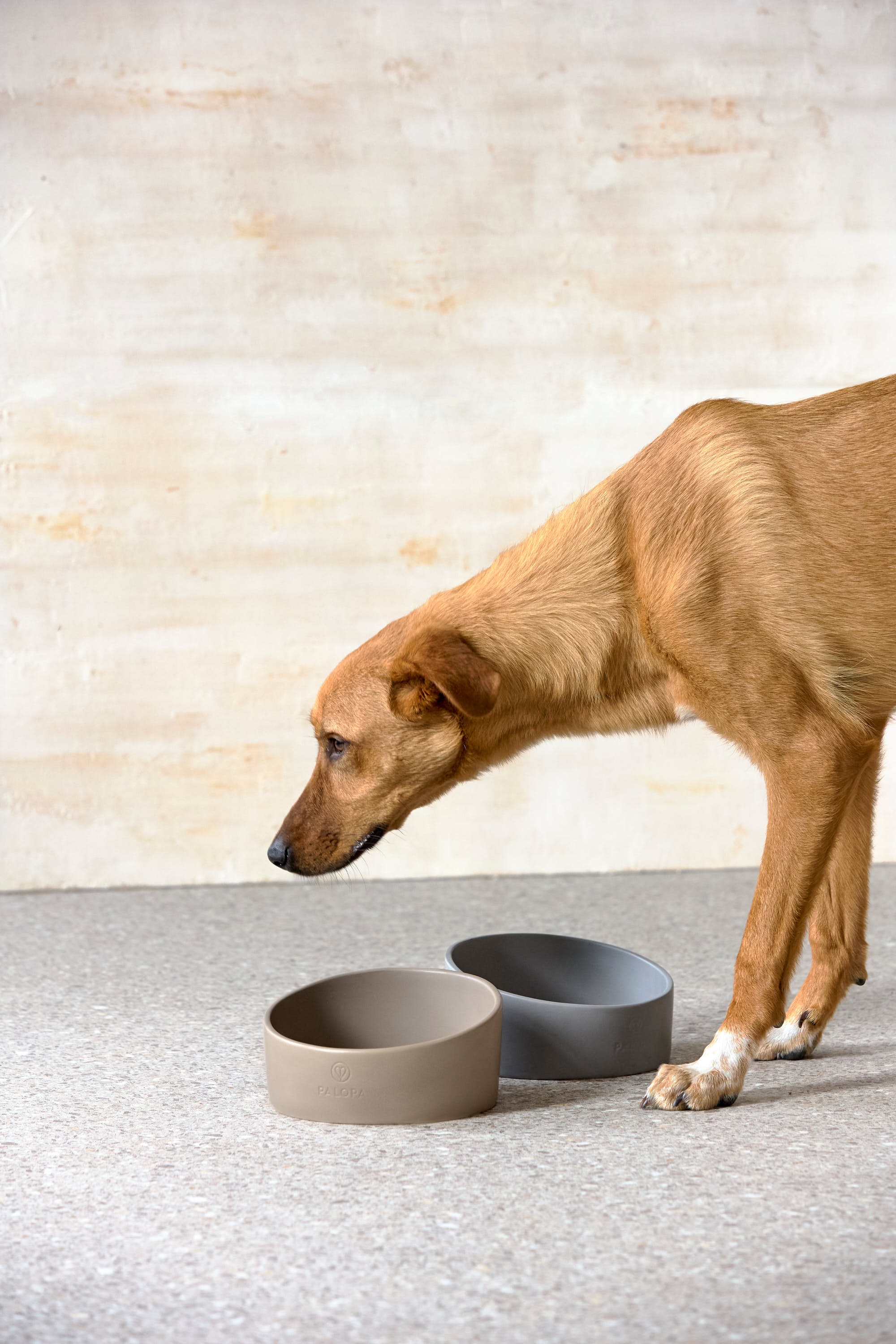 Palopa Dog Bowl Cali taupe - 31