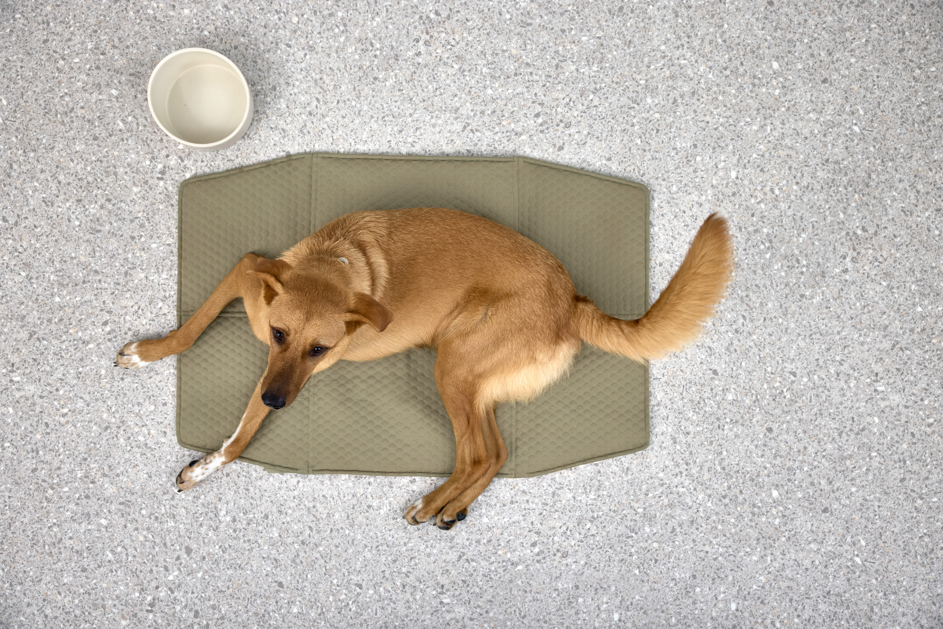 Palopa Dog Bowl Cali beige - 23