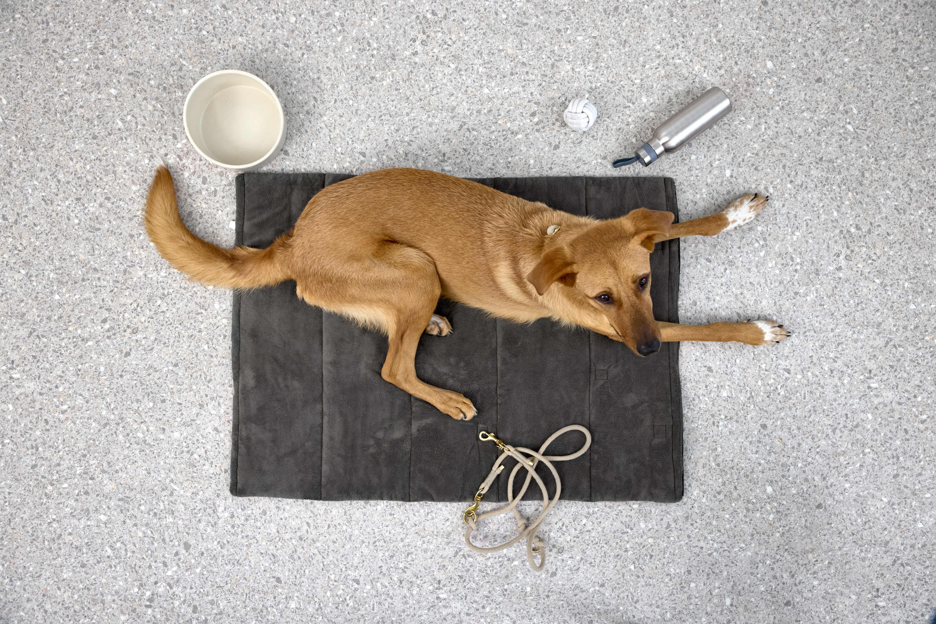 Palopa Dog Bowl Cali beige - 12