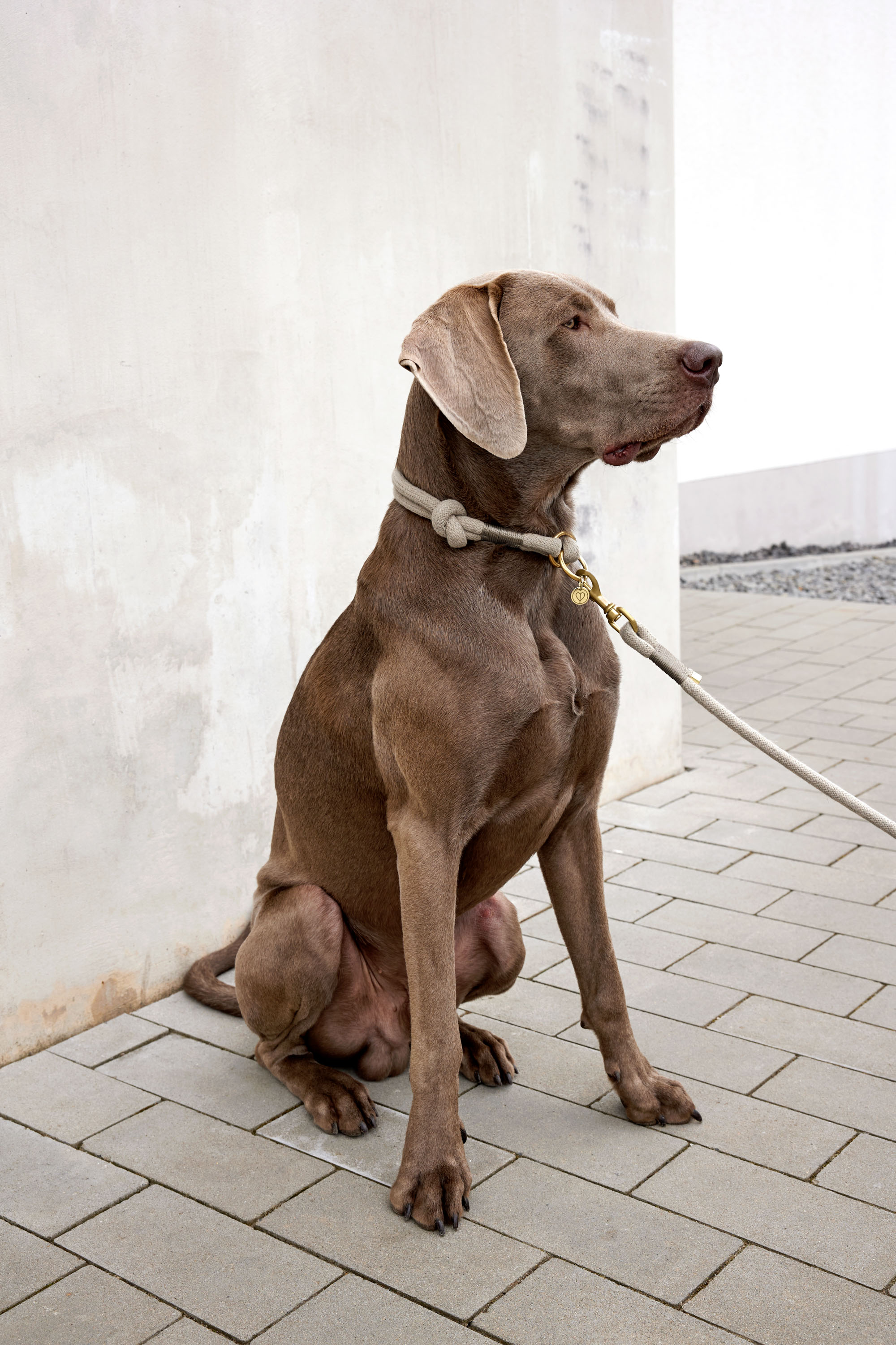Palopa Hundhalsband Mila natur S (35 cm) - 245