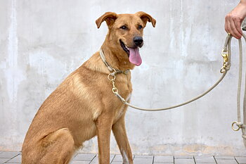 Palopa Dog Koppel Linen Mila Slim nature