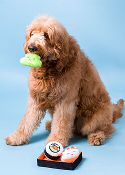 Sushi Dog toy set Multi