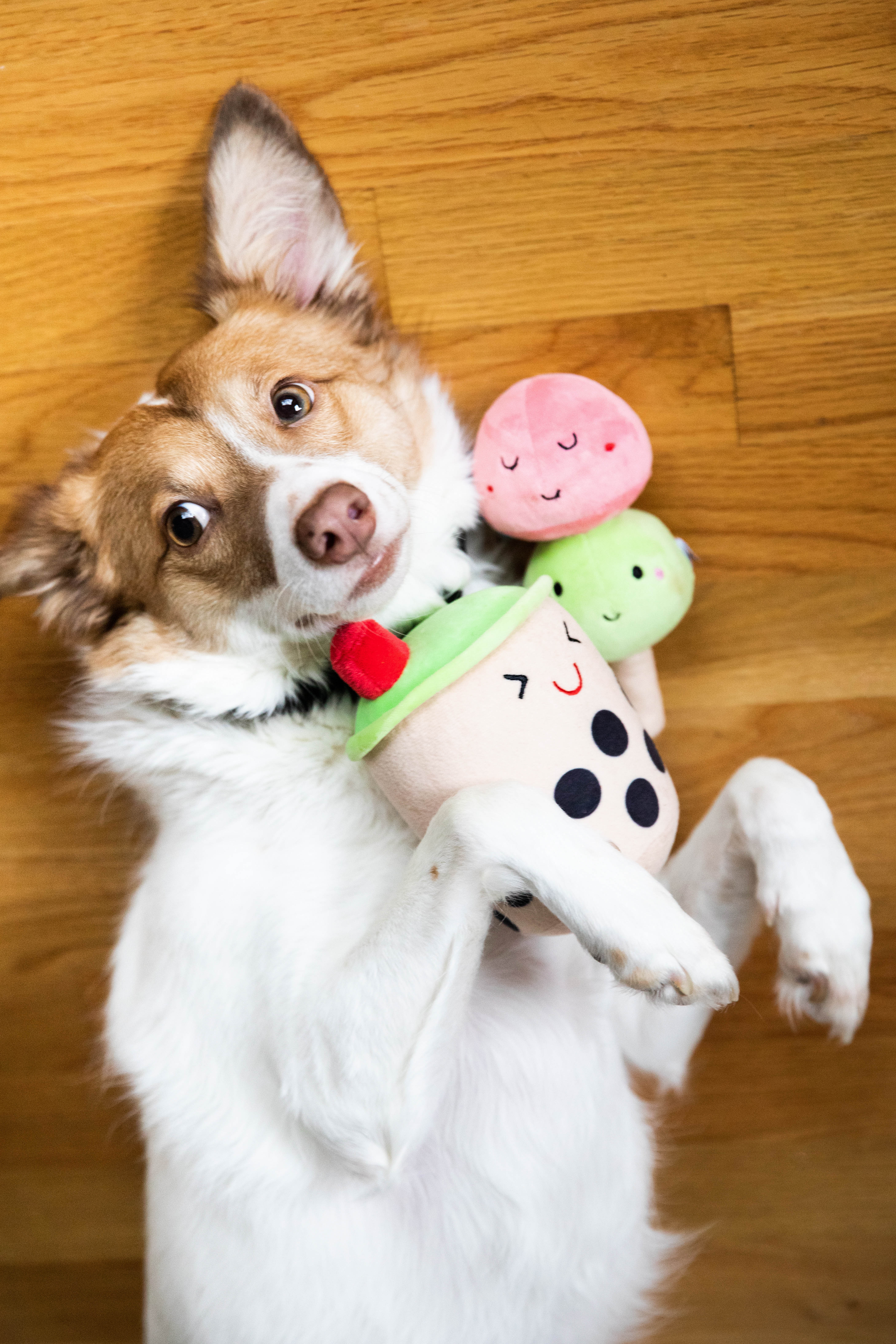 Bubble Tea Dog Toys Multi - 15
