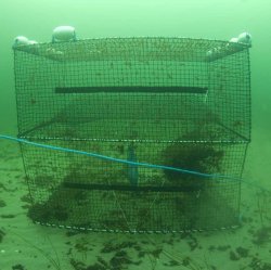 Cod Trap, Medium, Two Entrances - 6