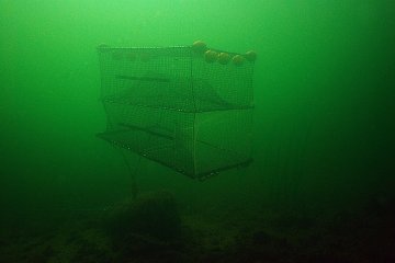 Cod Trap, Large, Two Entrances - 5