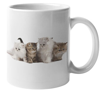 Mugg - Kattungar