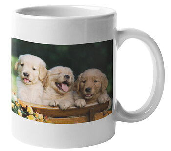 Mugg - Golden retriever valpar