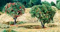 Fruit (Apples & Oranges)